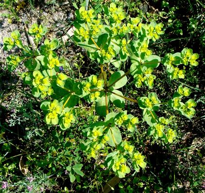 Euphorbia helioscopia